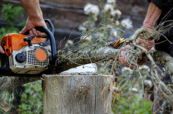 Les gens coupent des arbres dans le lichen avec une scie à essence
 - Photo, image