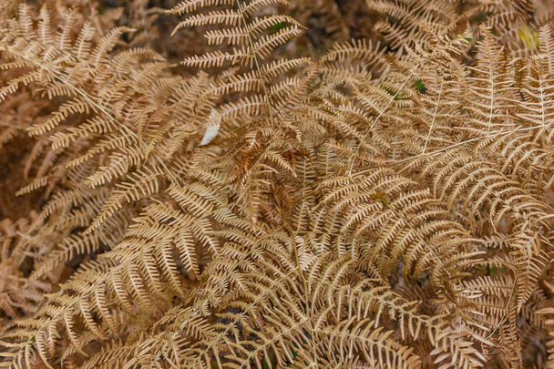 Golden branches of dried fern in the fall - Foto, afbeelding