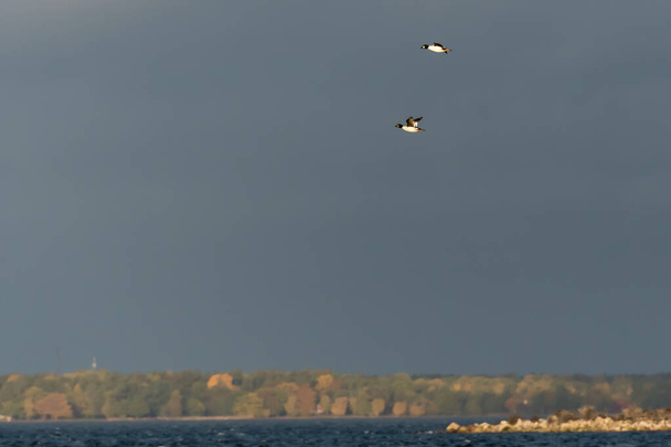 Two male Common Goldeneye flying over the sea - Photo, Image