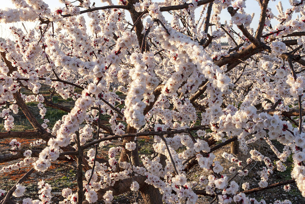 Ветвь розового и белого персикового дерева цветы на естественном фоне. Розовые и мягкие свежие тона. Айтона
 - Фото, изображение