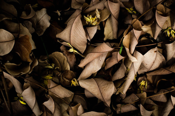 fond abstrait de feuilles brunes sèches
 - Photo, image