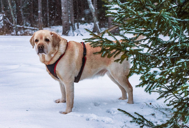Собака Лабрадор стоїть на снігу за ялинкою. - Фото, зображення