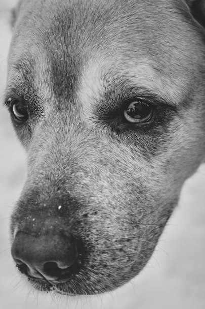 egy kutya arca Labrador retriever közelről - Fotó, kép