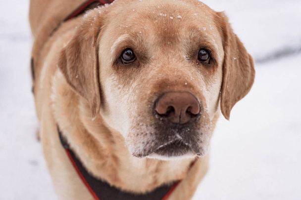 retrato de un perro Labrador retriever sobre nieve camino fondo
 - Foto, Imagen