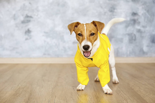 Small breed dog wearing yellow coat sitting on the floor. - Photo, Image