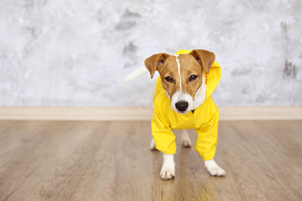 Small breed dog wearing yellow coat sitting on the floor. - Photo, Image