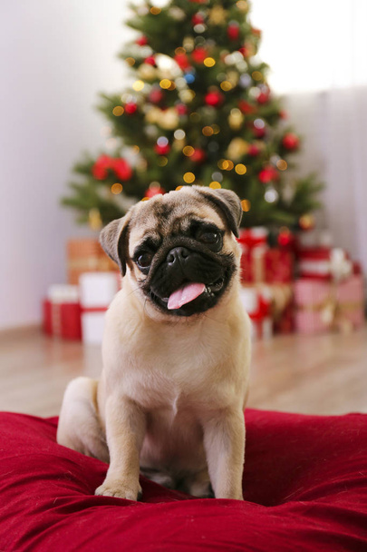Adorable pet at home with winter holiday season decorations - Foto, Bild