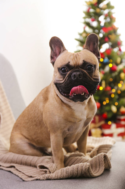 Adorable pet at home with winter holiday season decorations - Fotó, kép