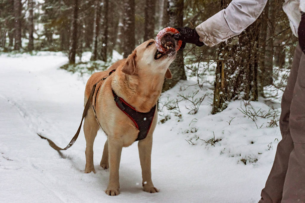 Пес Лабрадор ретривер грається з іграшкою в зимовому лісі. - Фото, зображення