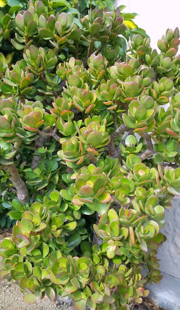 Crassula ou Arbre d'argent plante succulente
  - Photo, image