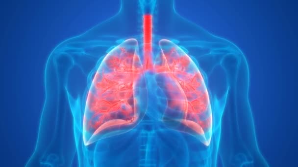 Conceito de Animação 3D do Sistema Respiratório Humano Anatomia Pulmões - Filmagem, Vídeo
