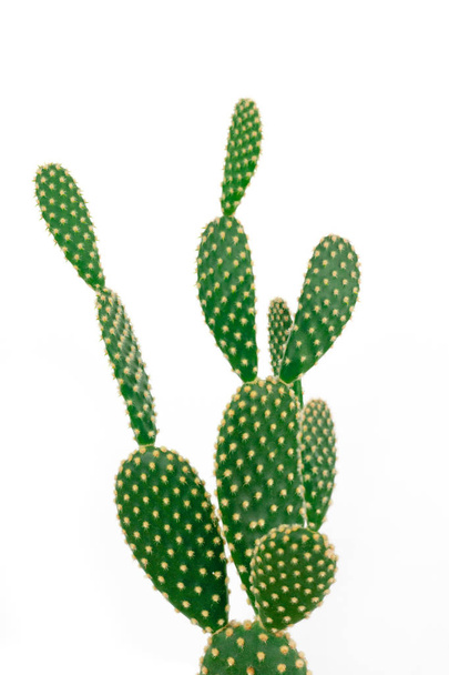 Green bunny ear cactus on clear white background - Zdjęcie, obraz