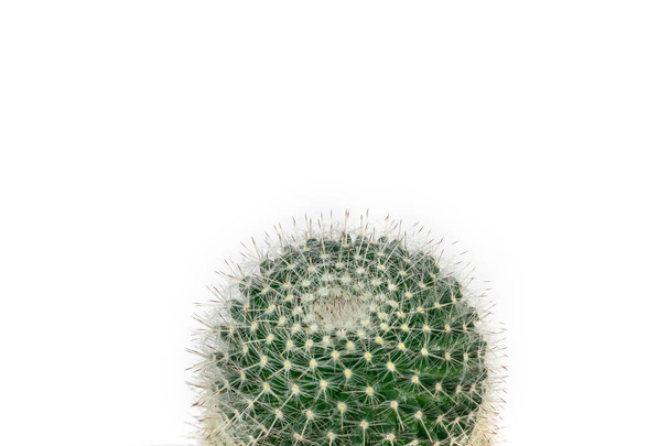 Zelený kaktus na jasně bílém pozadí - Fotografie, Obrázek