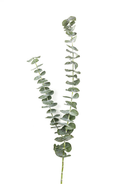 ユーカリシルバードルの植物は白い紙の背景に葉 - 写真・画像