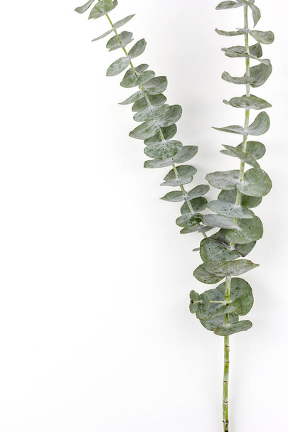 Eucalyptus Zilveren Dollar plant bladeren op witte papieren achtergrond - Foto, afbeelding