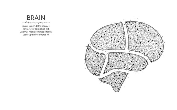 Brain areas low poly design, human organ abstract geometric art, medical wireframe mesh polygonal vector illustration made from points and lines on white background - Vector, Image