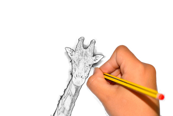 Pencil hand painting giraffe on paper. your text here - Fotó, kép