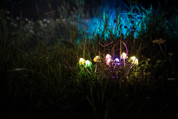 Fantasy świecące grzyby w tajemnicy ciemnym lesie zbliżenie. Piękne makro strzał magicznego grzyba lub trzy dusze utracone w avatar lasu. Bajki światła na tle z mgłą - Zdjęcie, obraz