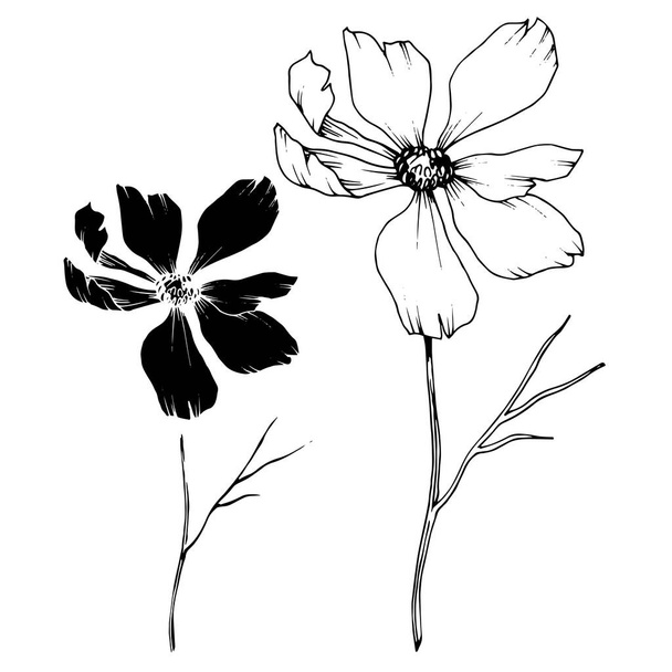 Vector Cosmos flores botánicas florales. Tinta grabada en blanco y negro. Elemento de ilustración de cosméticos aislados
. - Vector, imagen