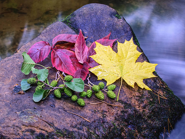 Mazzo di autunno di fiori e foglie su pietra in un torrente
 - Foto, immagini