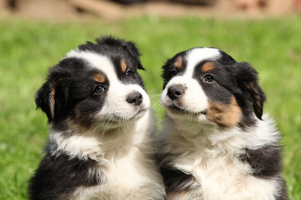 Due cuccioli di pastore australiano insieme
 - Foto, immagini