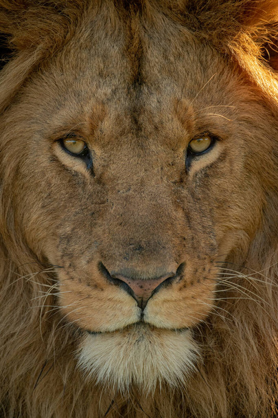 雄ライオンの顔のクローズアップカメラ - 写真・画像