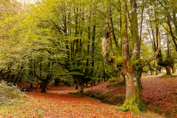 magic forest in the basque country - Fotó, kép