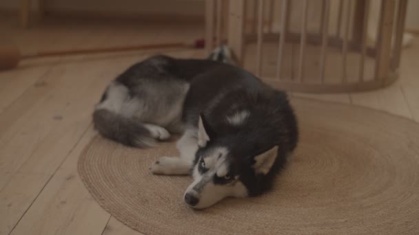 Siberian Husky sleeping on bright floor near babies bed in slow motion. Dog laying on carpet in kids room.  - Кадры, видео