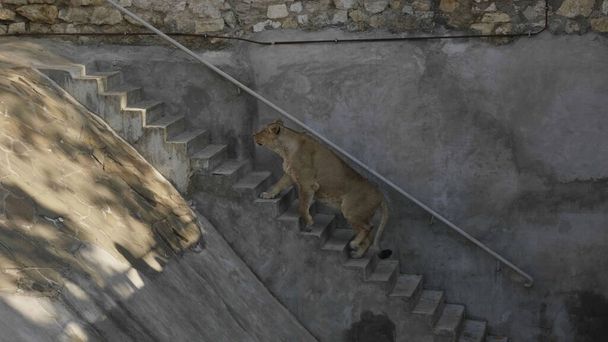 Львица поднимается по лестнице в поисках добычи.
 - Фото, изображение