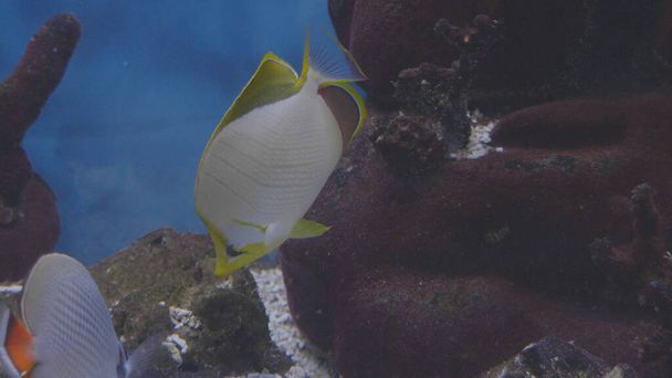 Peixe, morador de recifes de coral nada perto da câmera
 - Foto, Imagem
