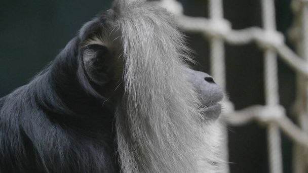 Ловланд орангутан на епічній позі вирішення своїх проблем - Фото, зображення