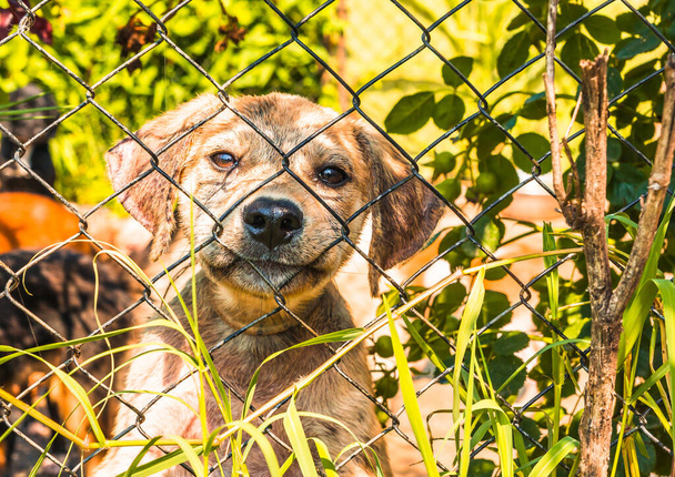 Lástima mirar a un cachorro desde un refugio para animales sin hogar
 - Foto, Imagen