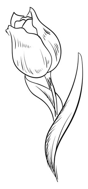 Tulip sketch, illustration, vector on white background. - Vetor, Imagem