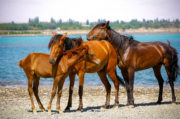 Famiglia di cavalli stallone e puledro coccole vicino a un lago blu
 - Foto, immagini