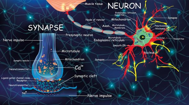 Nejron anatomiczny i synapsa. Sygnał w mózgu. Komórki neyron i synapsa z opisami. Struktura neyron dla edukacyjny, medyczny, biologiczny użycie.Przekazywanie impuls w żywy organizm - Wektor, obraz