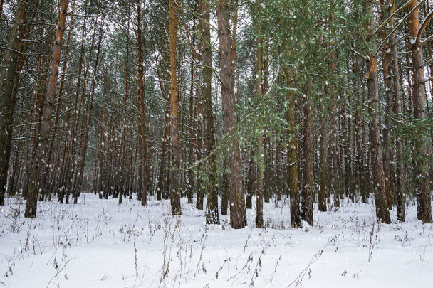 Snowfall at winter pine forest. - Foto, afbeelding