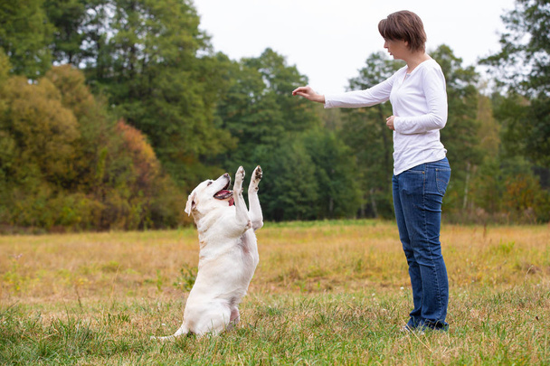 Woman training a Labrador Retriever dog breed - Fotoğraf, Görsel