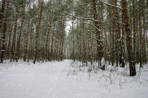 Snowfall at winter pine forest. - Photo, Image