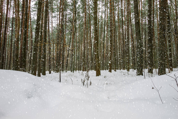 Snowfall at winter pine forest. - Фото, зображення