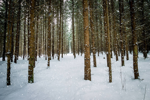 Snowfall at winter spruce forest covered with frost. - Foto, Imagen
