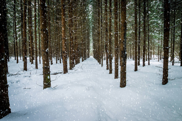 Snowfall at winter spruce forest covered with frost. - Foto, Imagen