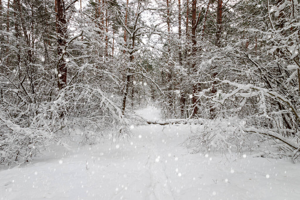 Снігопад взимку сосновий ліс вкритий морозами
. - Фото, зображення