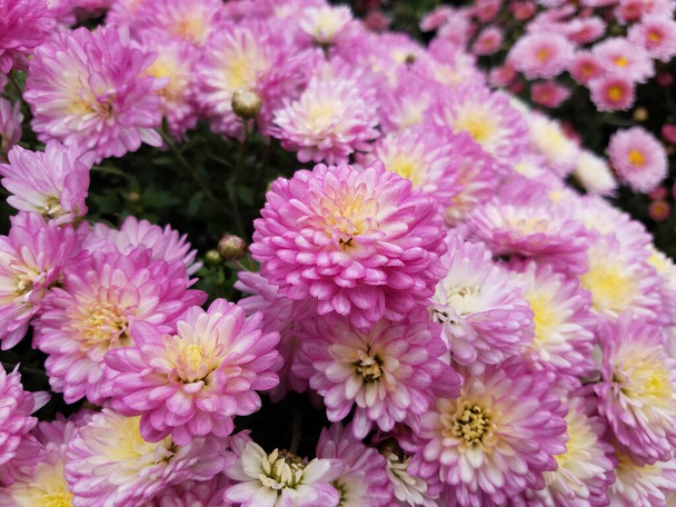 les mamans plante avec des pétales de fleurs roses et jaunes floraison
 - Photo, image