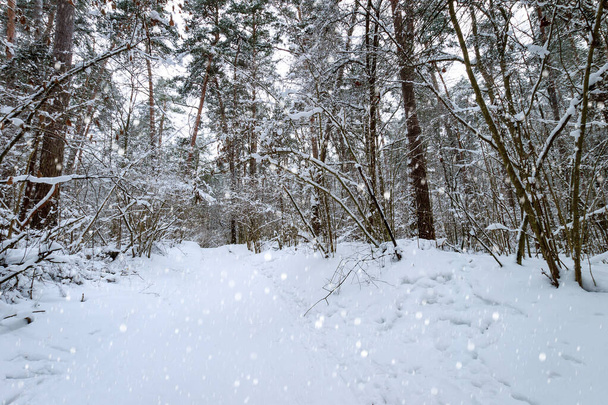 Havazás téli fenyőerdőben borított fagy. - Fotó, kép