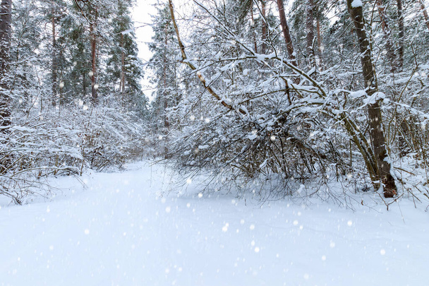 Kış çam ormanlarında kar yağışıweather forecast. - Fotoğraf, Görsel