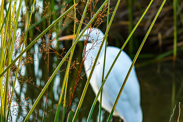 Cañas con flores de malezas y gran garza blanca sombría
 - Foto, Imagen