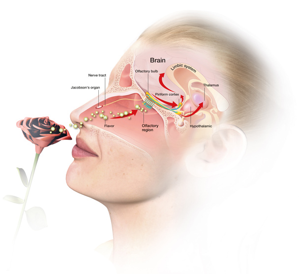 Olfactory sense, labeled medically 3D illustration - Photo, Image