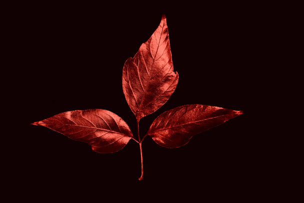autumn composition of different red leaves and letters on black background - Foto, imagen