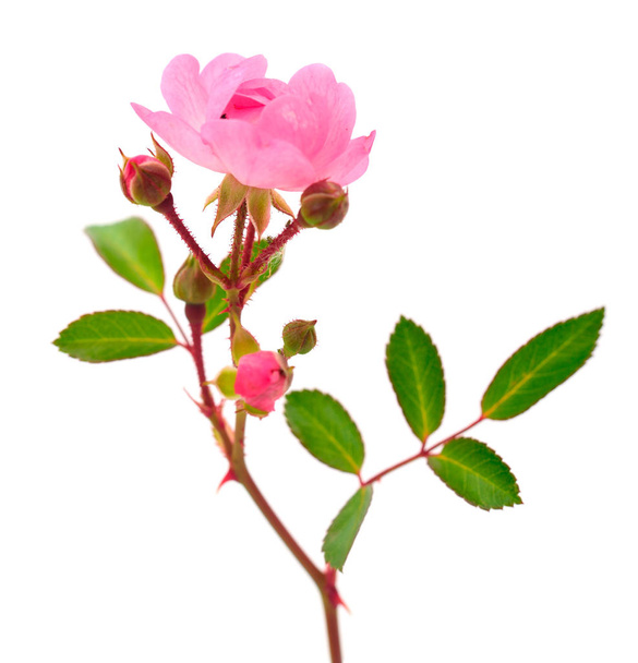 ピンクのバラの花. - 写真・画像