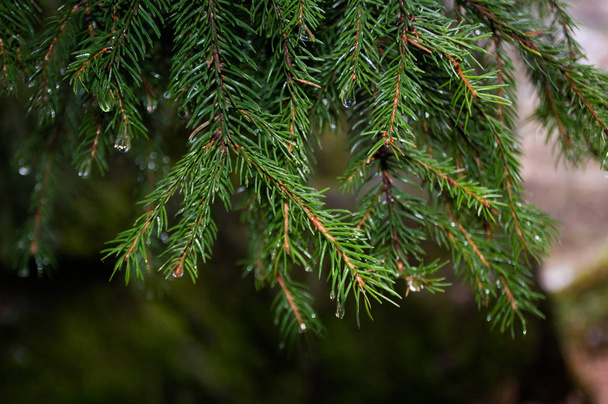 pino con gotas de lluvia
 - Foto, Imagen